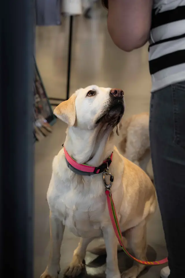 Adopta un Pana, primera edición · foto 8