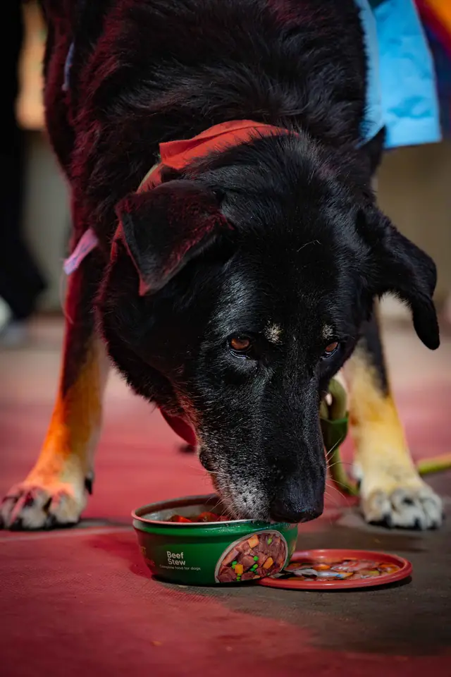 Adopta un Pana, primera edición · foto 13