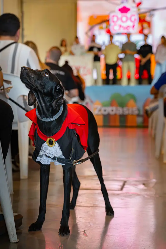 Adopta un Pana, primera edición · foto 34