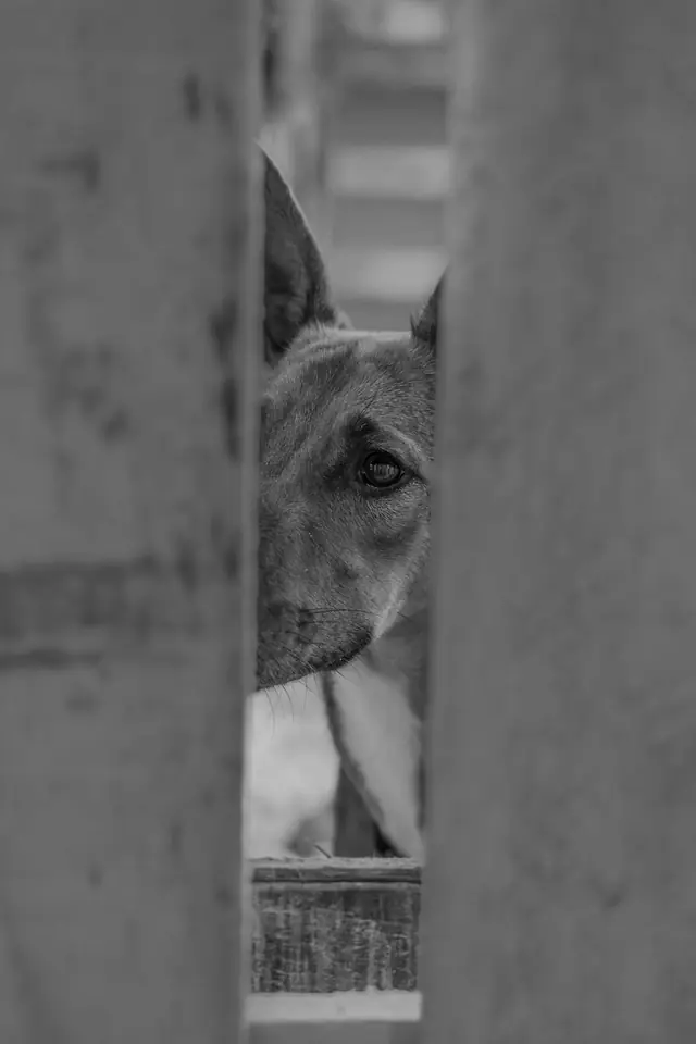 Adopta un Pana, primera edición · foto 35