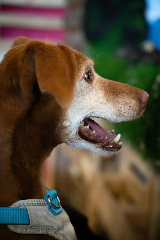 Adopta un Pana, primera edición · foto 39