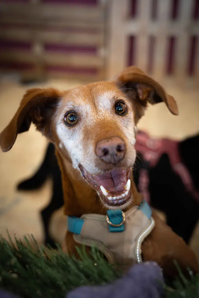 Adopta un Pana, primera edición · foto 40