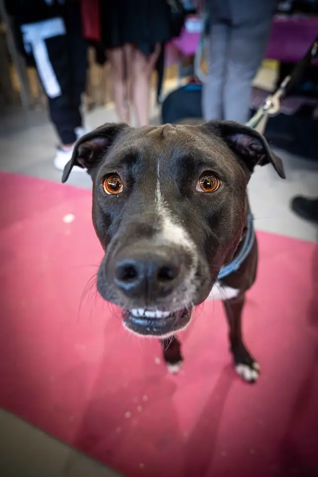 Adopta un Pana, primera edición · foto 45