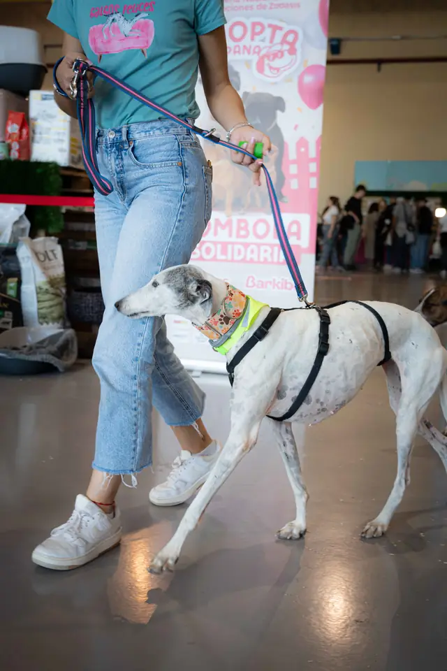Adopta un Pana, primera edición · foto 49
