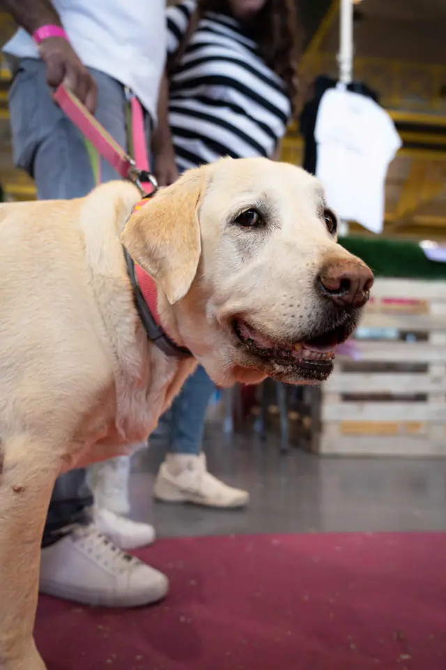 Adopta un Pana, primera edición · foto 57