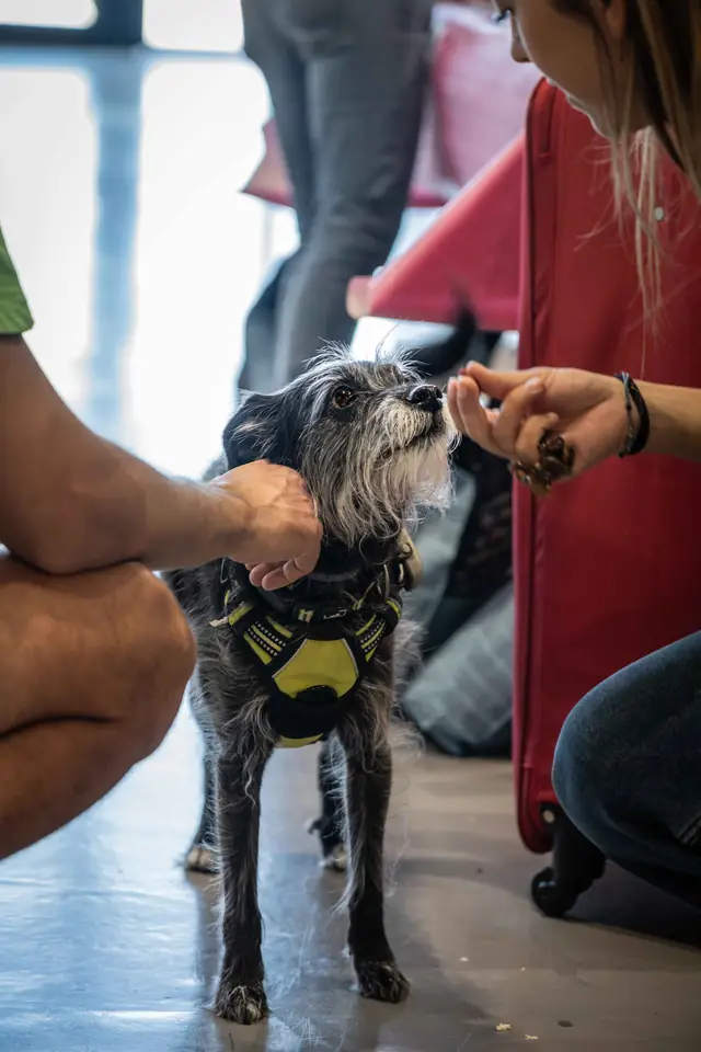 Adopta un Pana, primera edición · foto 60