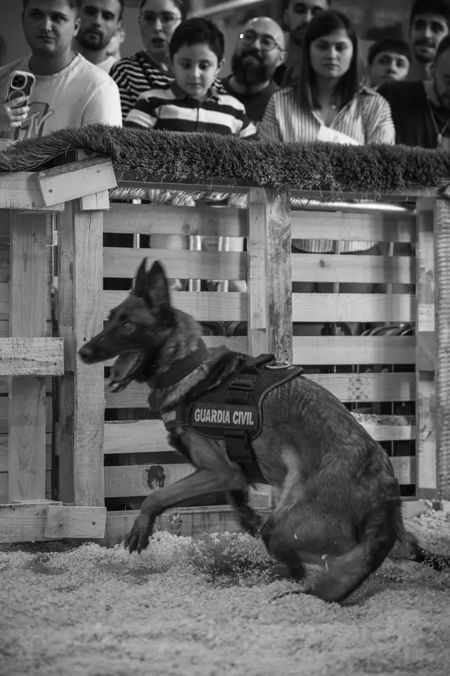 Adopta un Pana, primera edición · foto 82