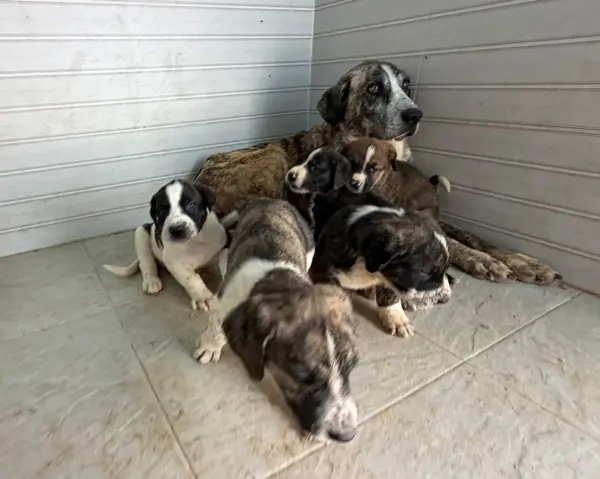 Bigmon y los peques