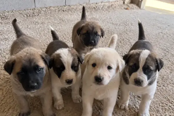 La Pandilla