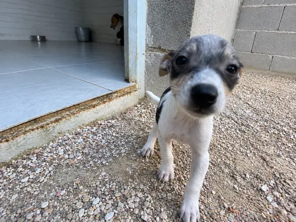 Mortadelo