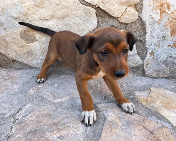 Perla
