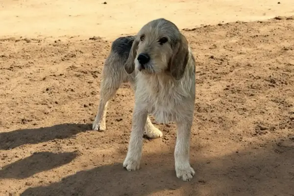 Polar