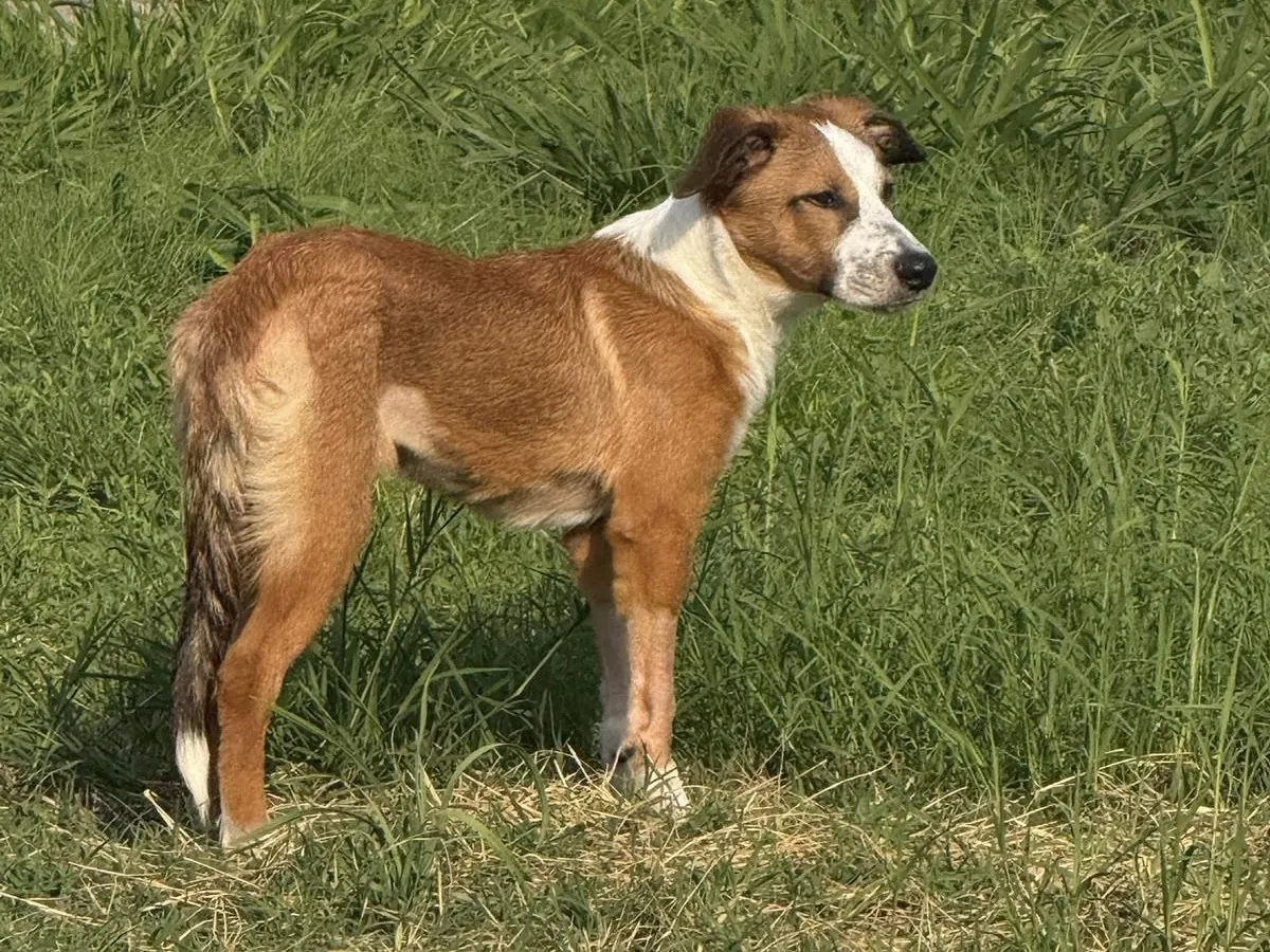 Pepito