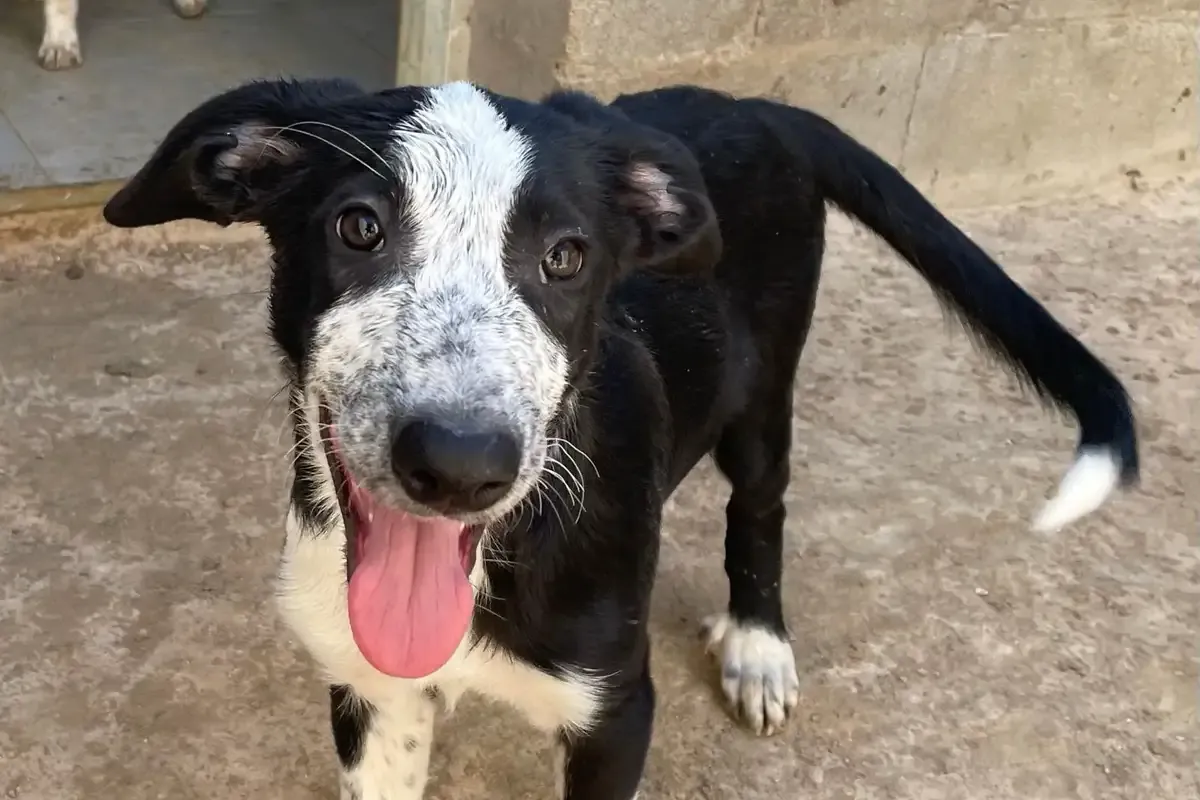 Toki