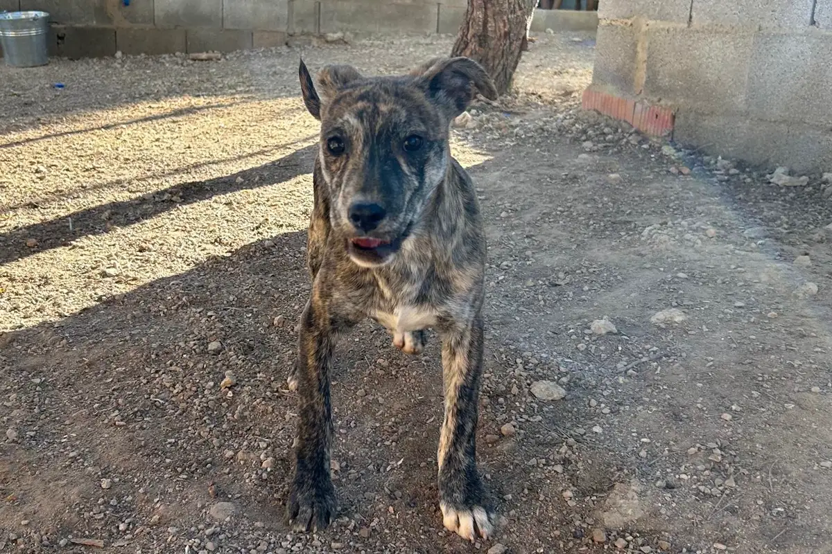Mowli mayor
