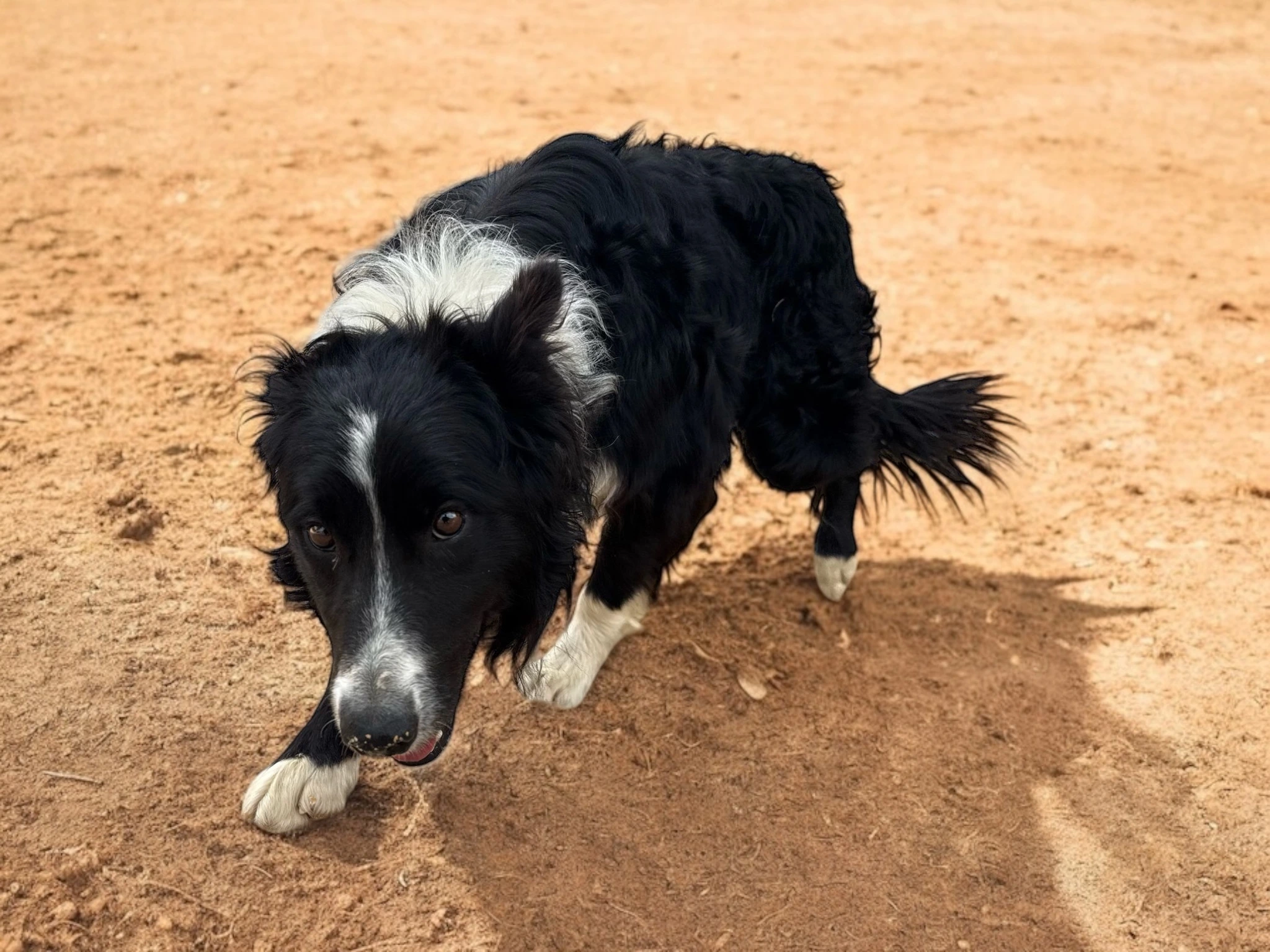 Lapa