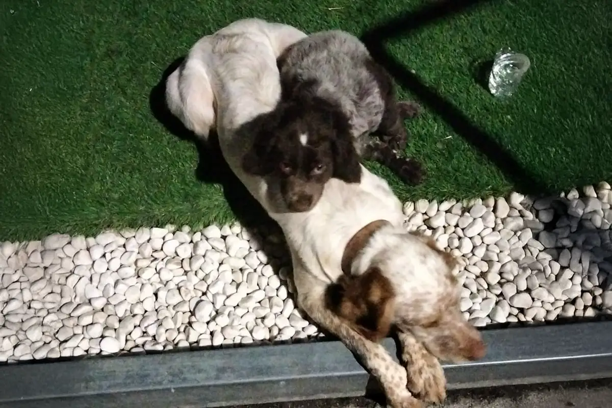 Pulgosa y Pulguito